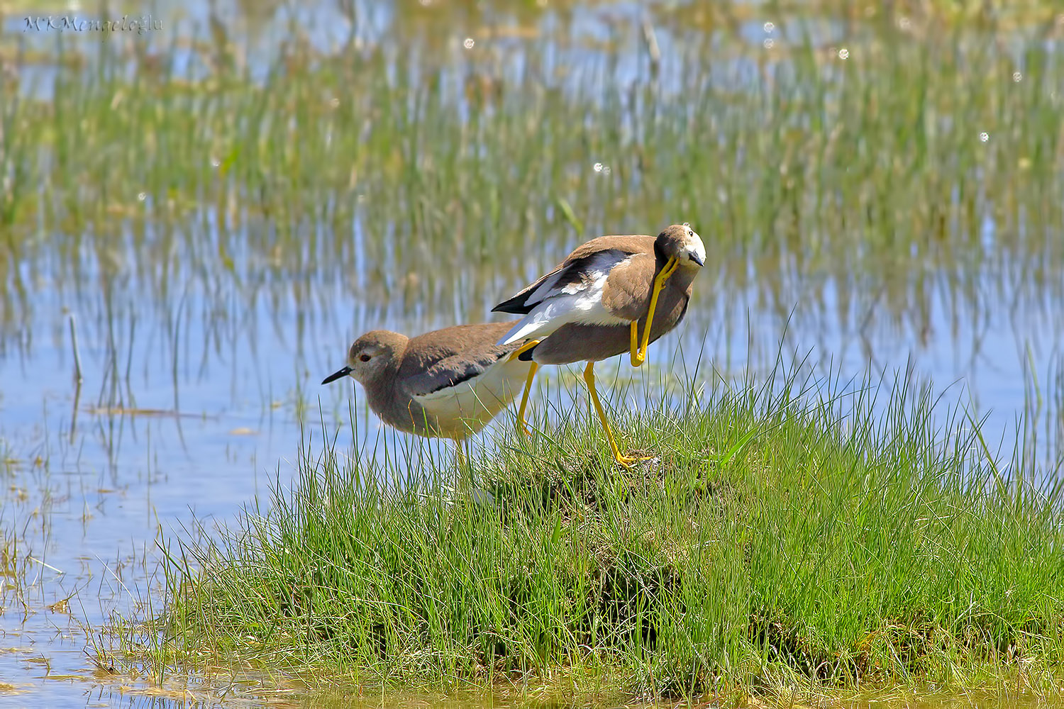 Akkuyruklu kızkuşu