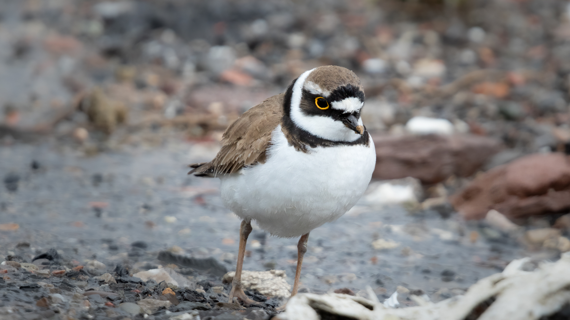 Halkalı küçük cılıbıt