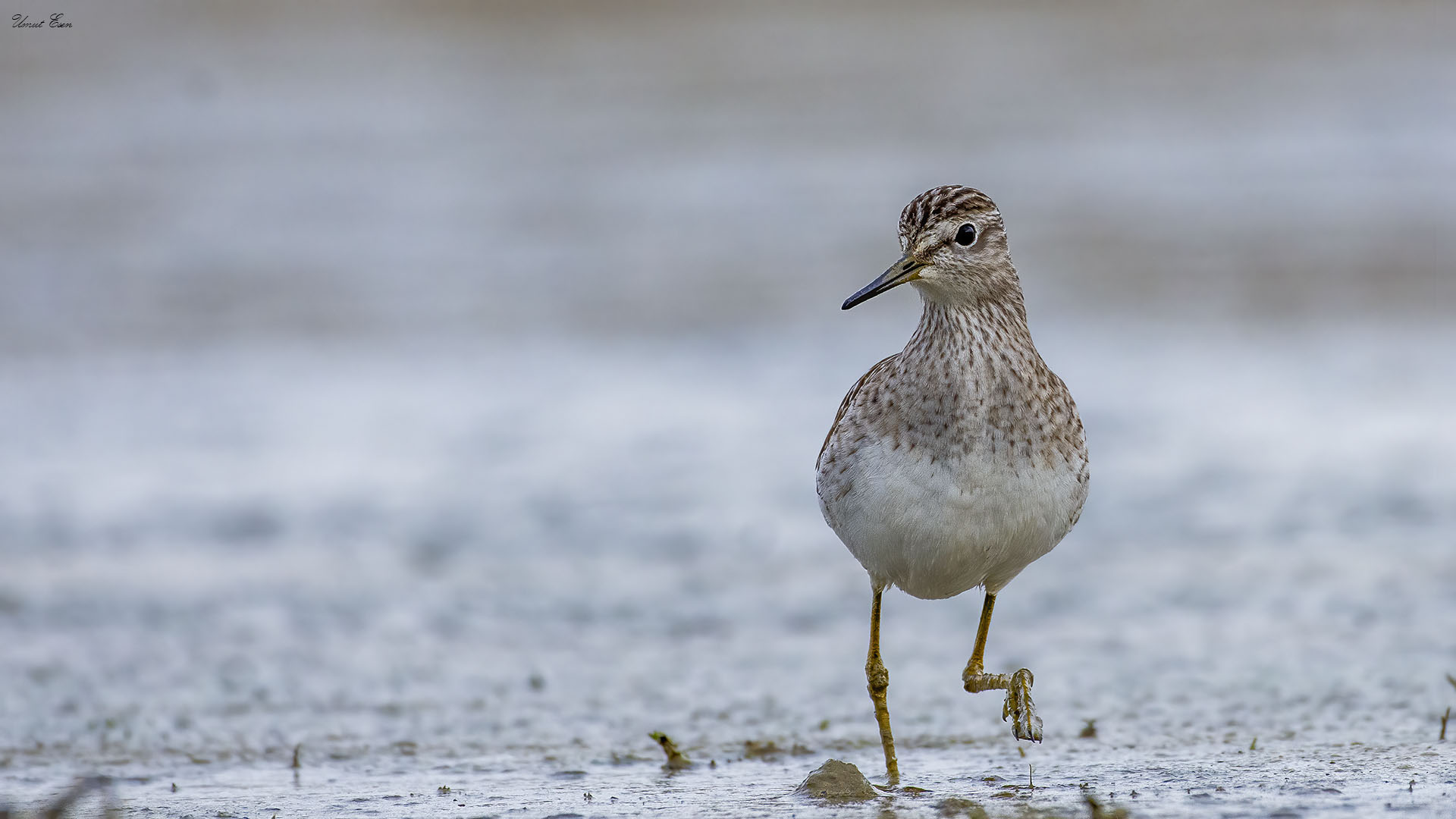 Orman düdükçünü