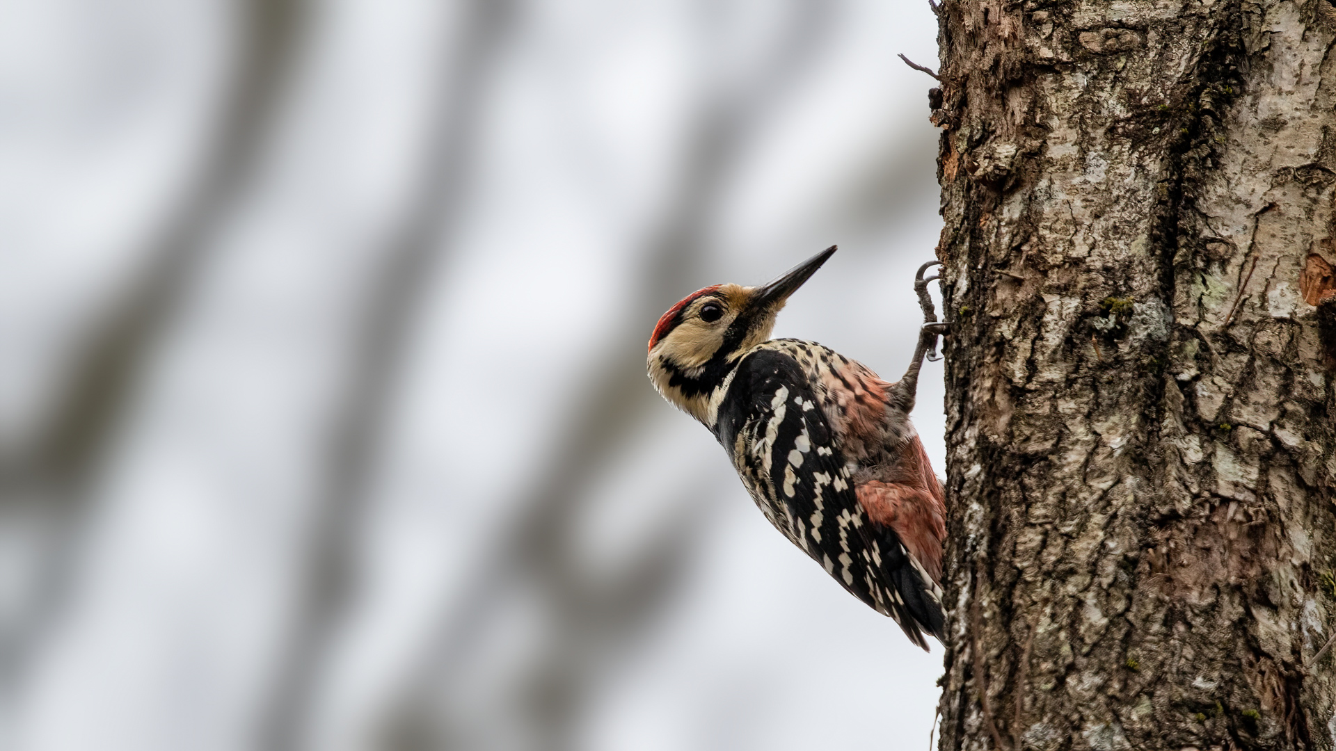Aksırtlı ağaçkakan