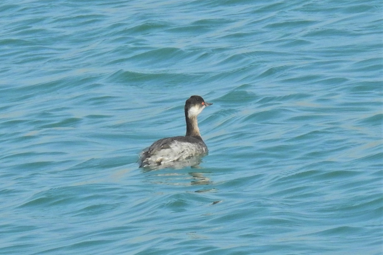 Karaboyunlu batağan