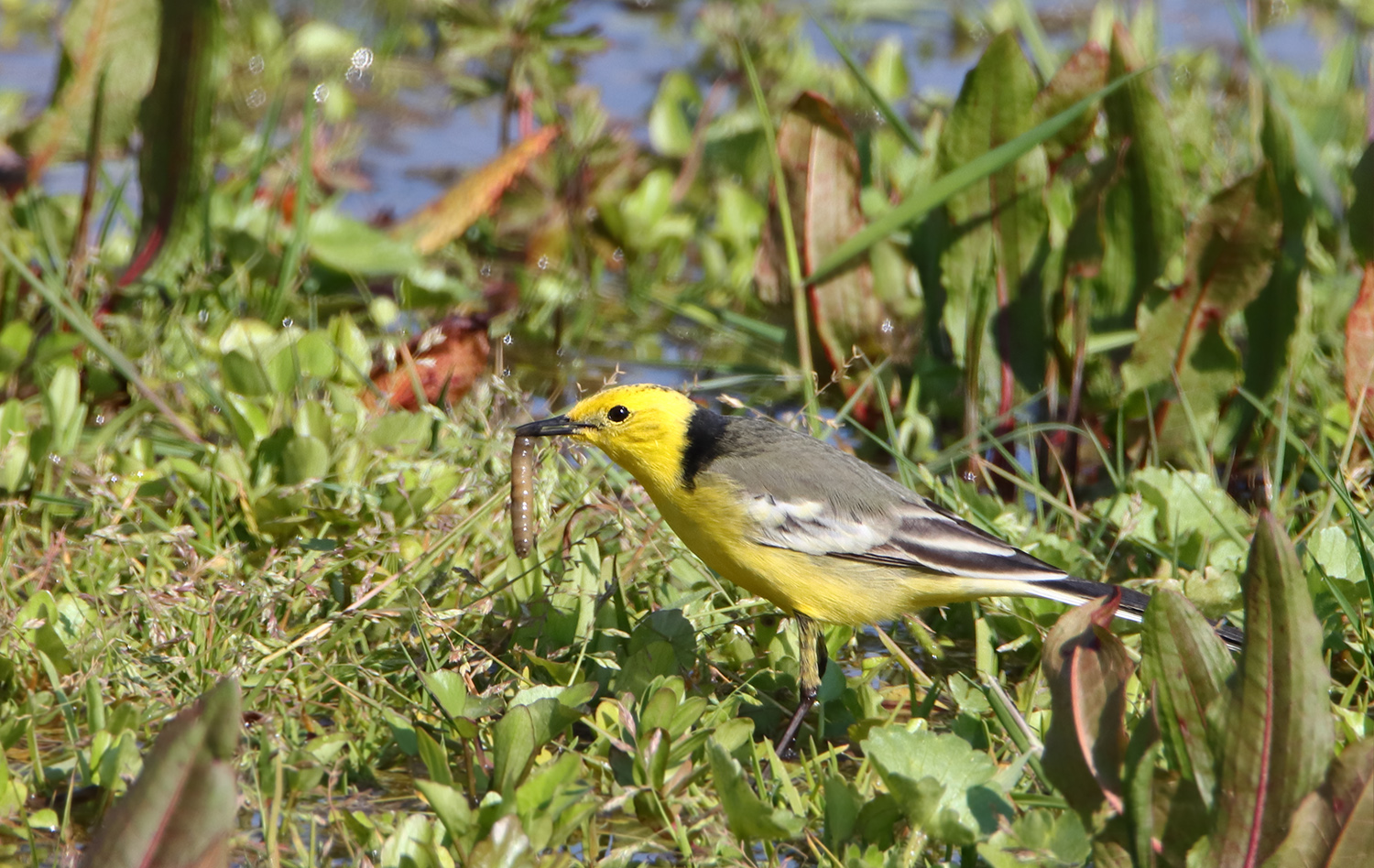 Sarıbaşlı kuyruksallayan