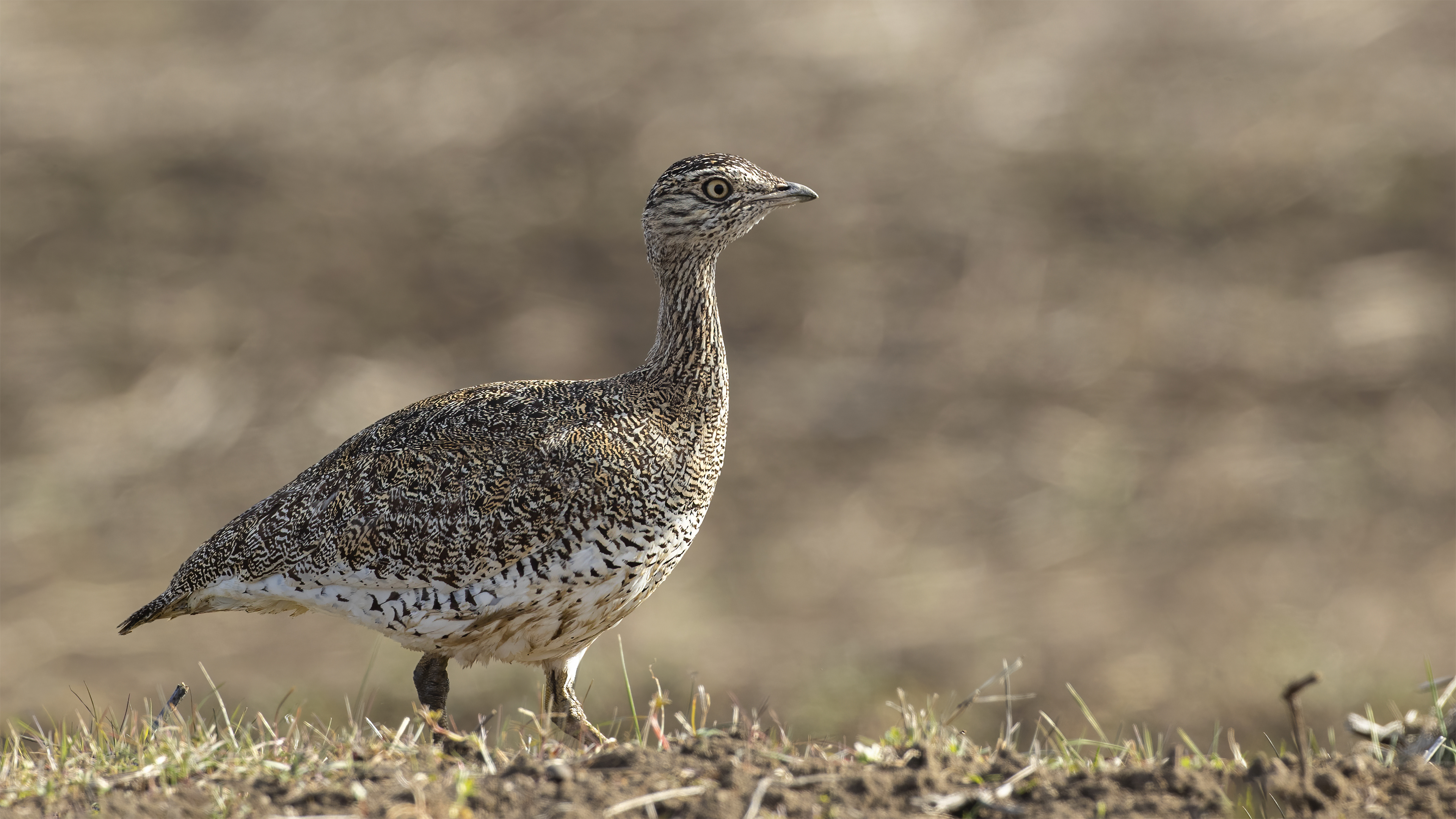Mezgeldek » Little Bustard » Tetrax tetrax