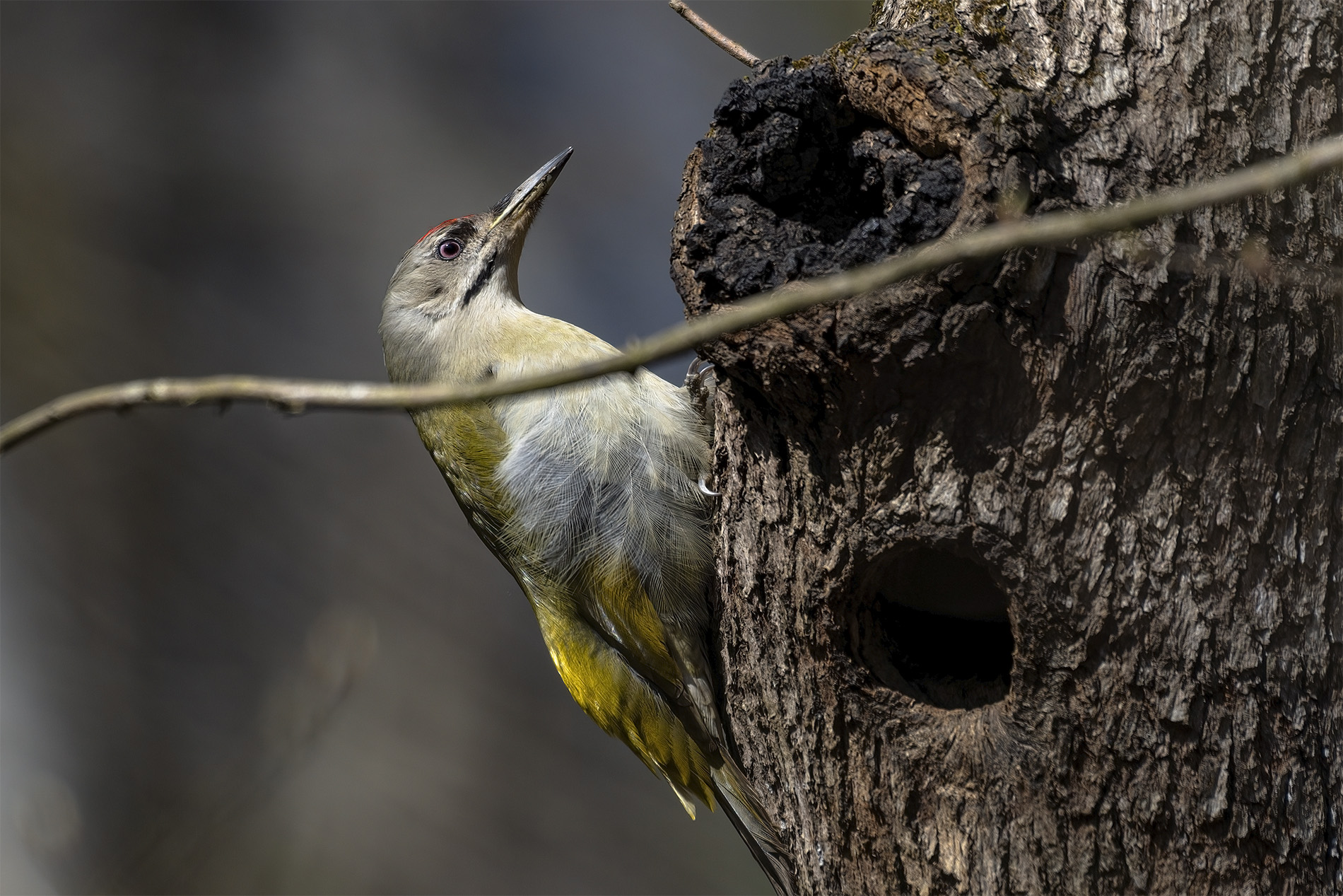 Küçük yeşil ağaçkakan
