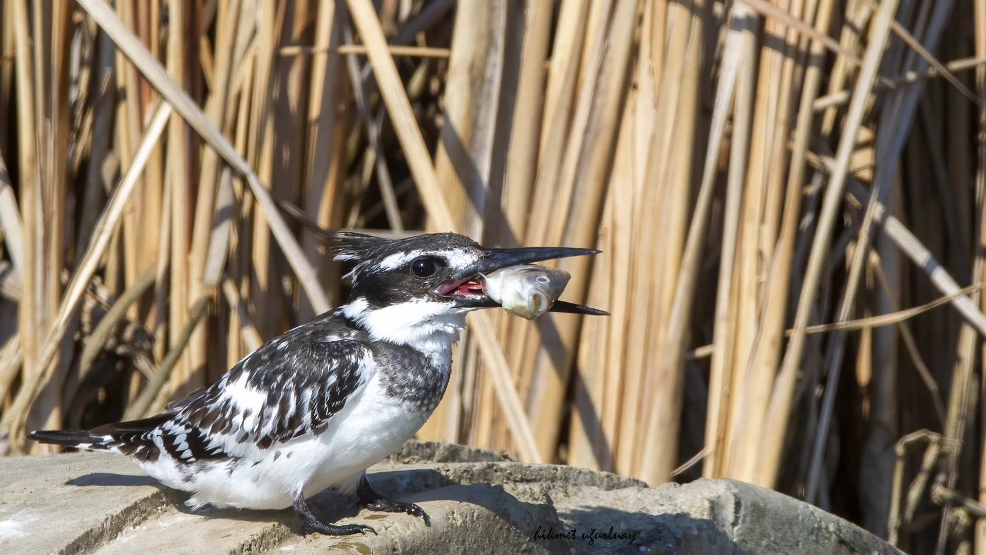 Alaca yalıçapkını