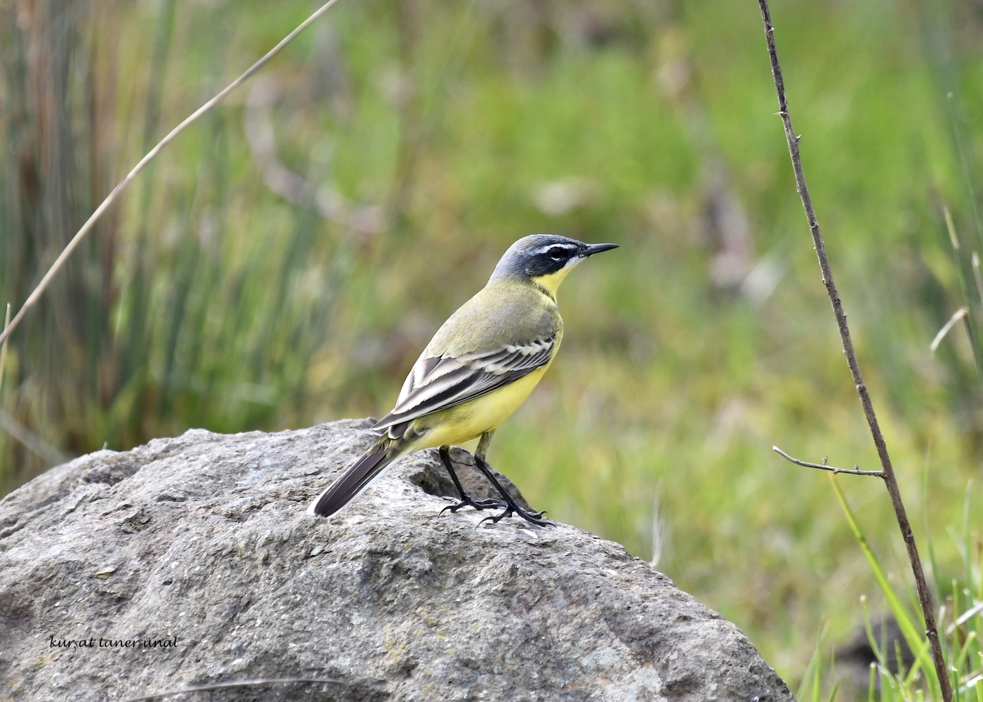 Sarı kuyruksallayan