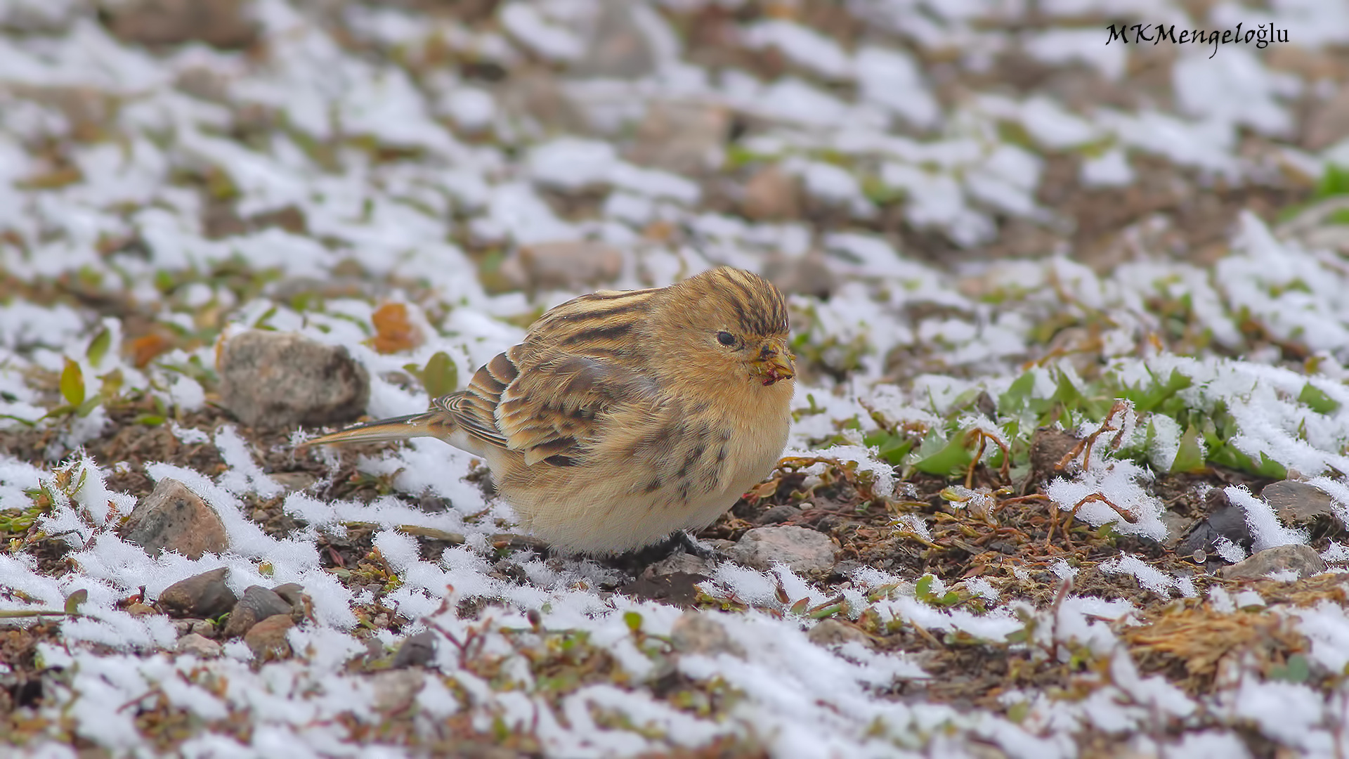 Sarıgagalı ketenkuşu