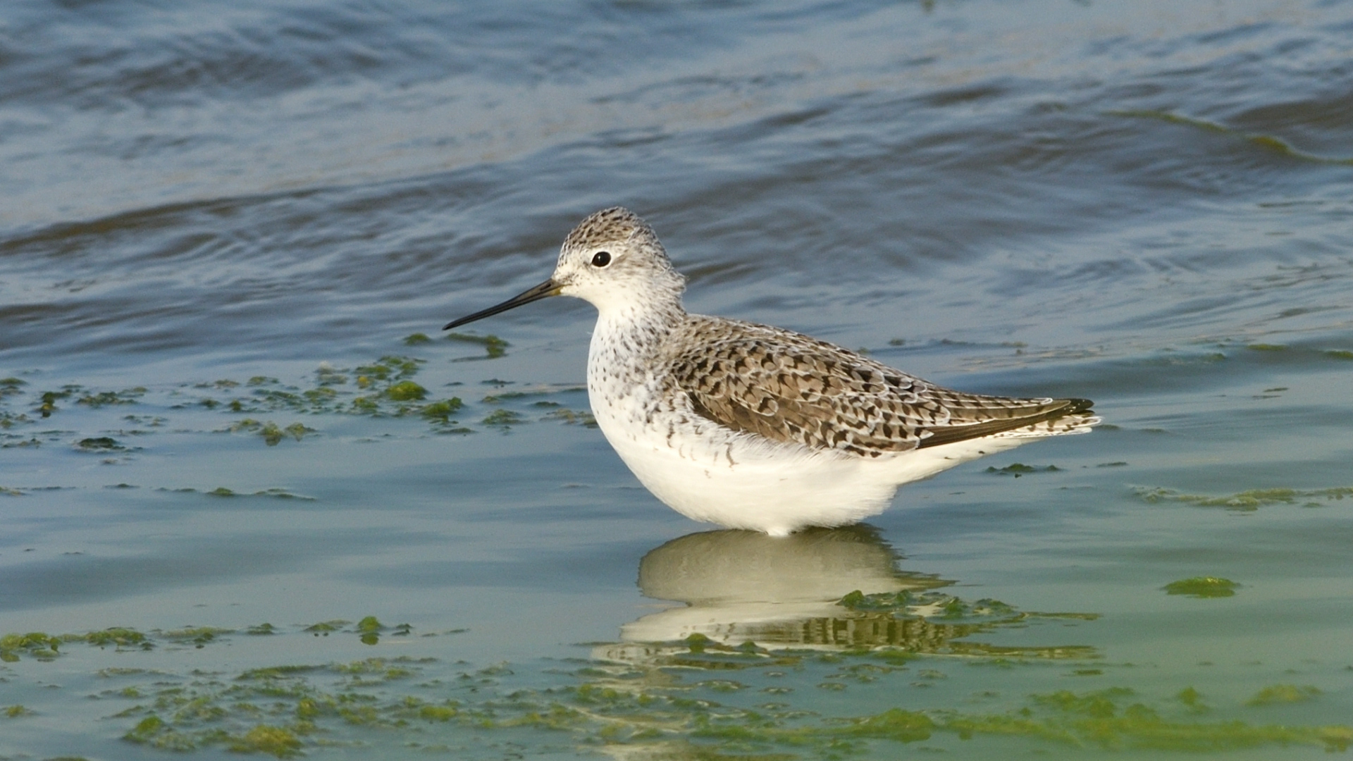 Bataklık düdükçünü