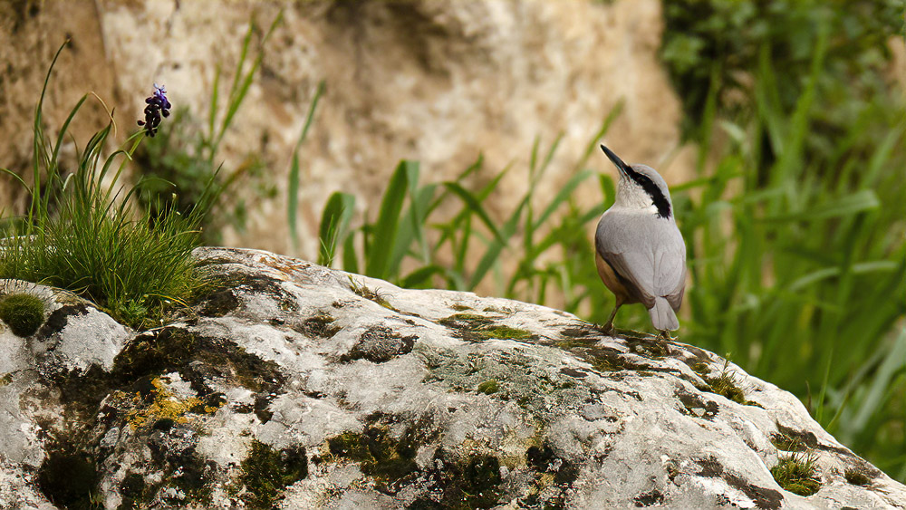 Büyük kaya sıvacısı