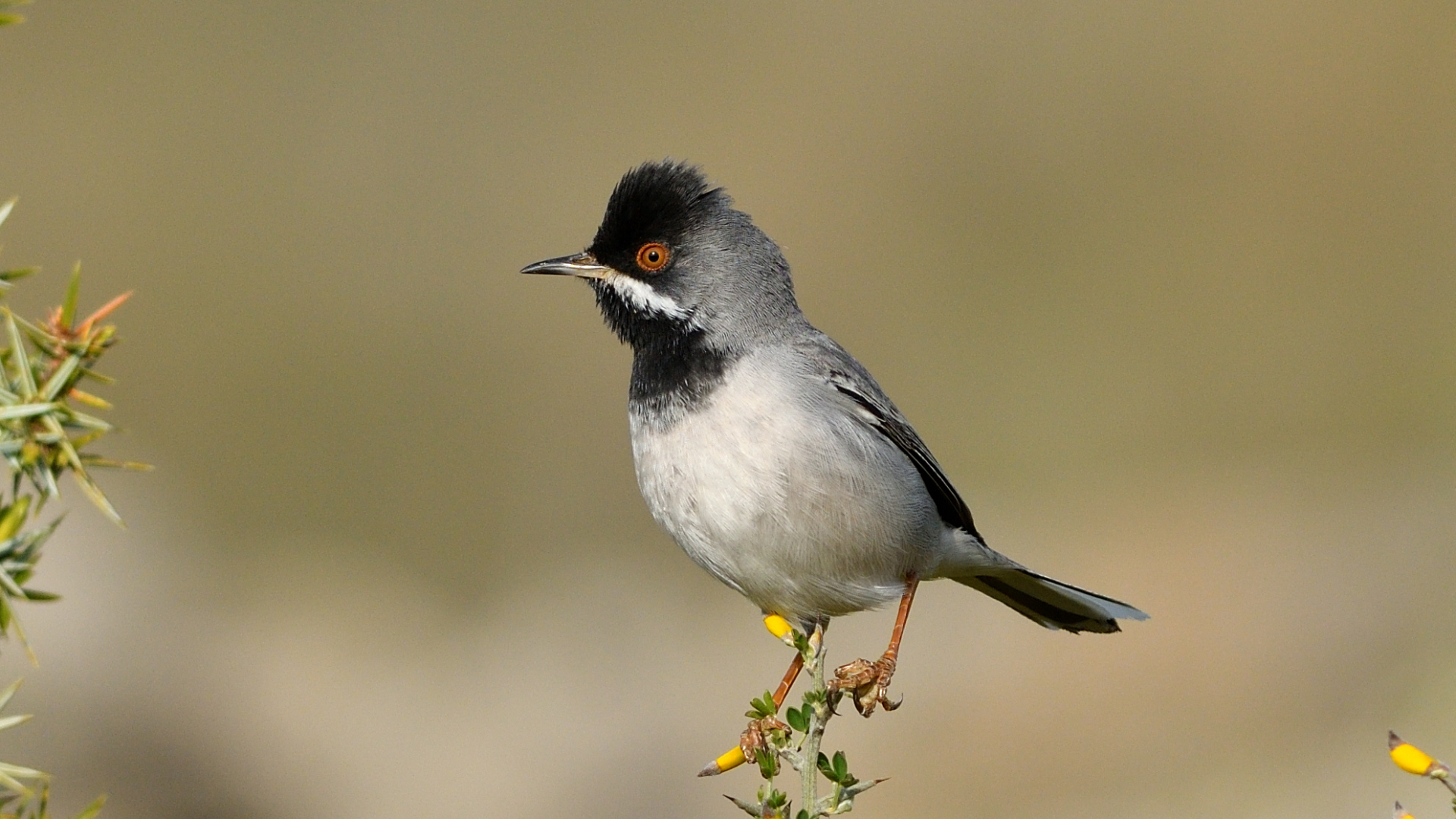 Karaboğazlı ötleğen