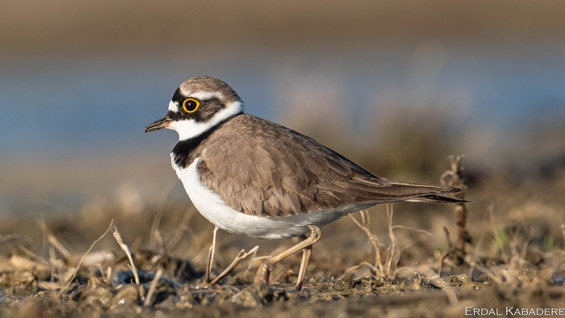 Halkalı küçük cılıbıt