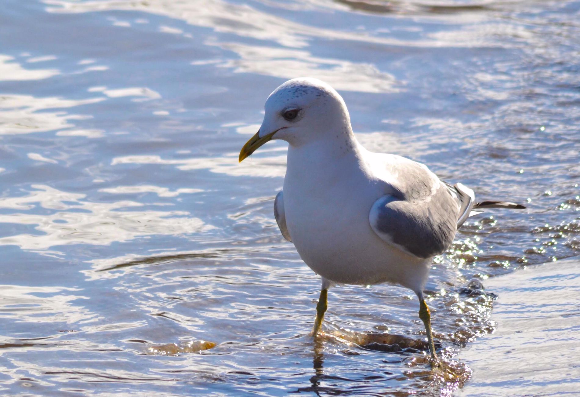 Küçük gümüş martı