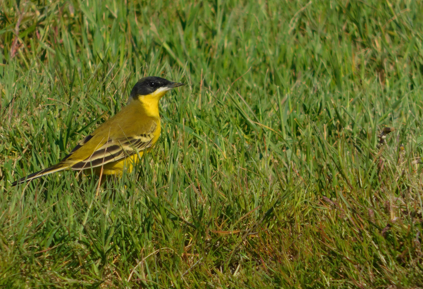 Sarı kuyruksallayan