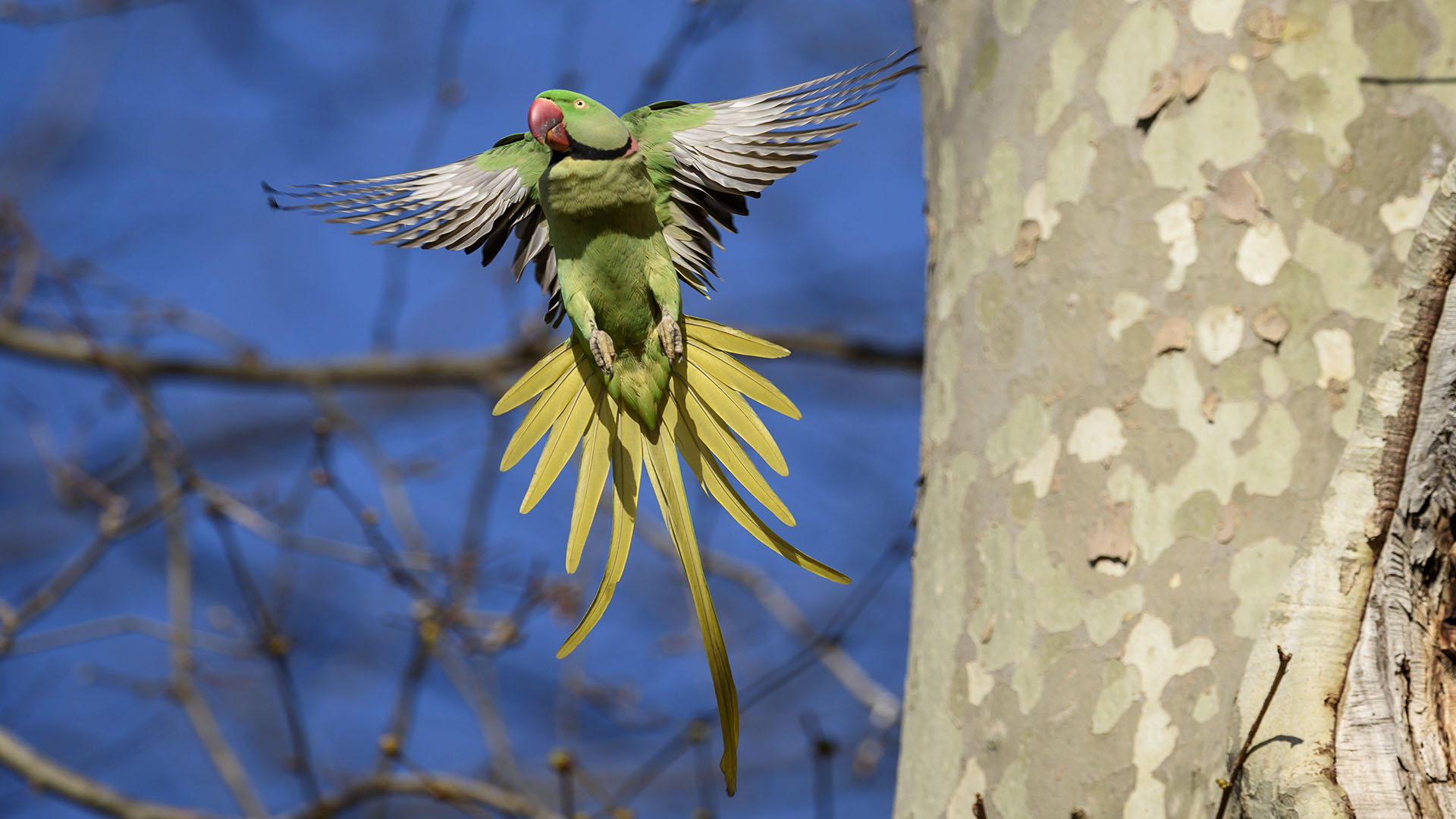 İskender papağanı » Alexandrine Parakeet » Psittacula eupatria