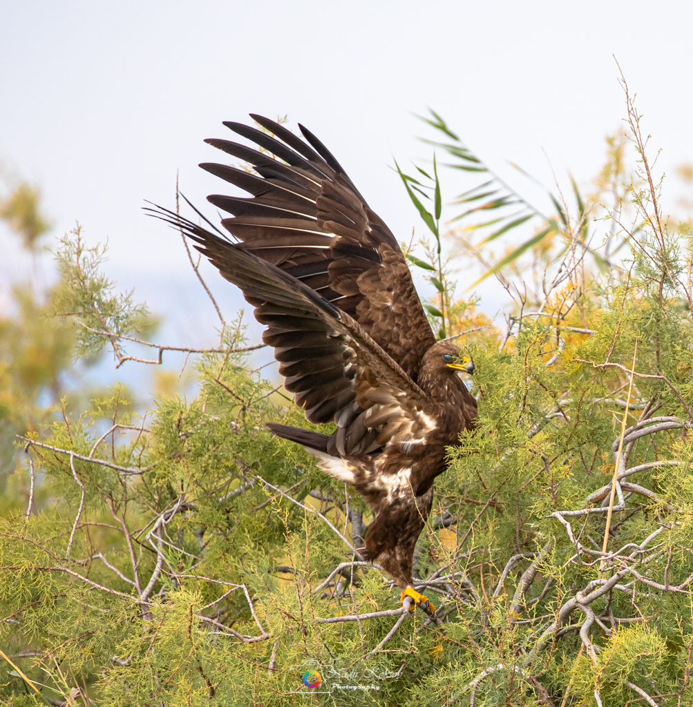Küçük orman kartalı