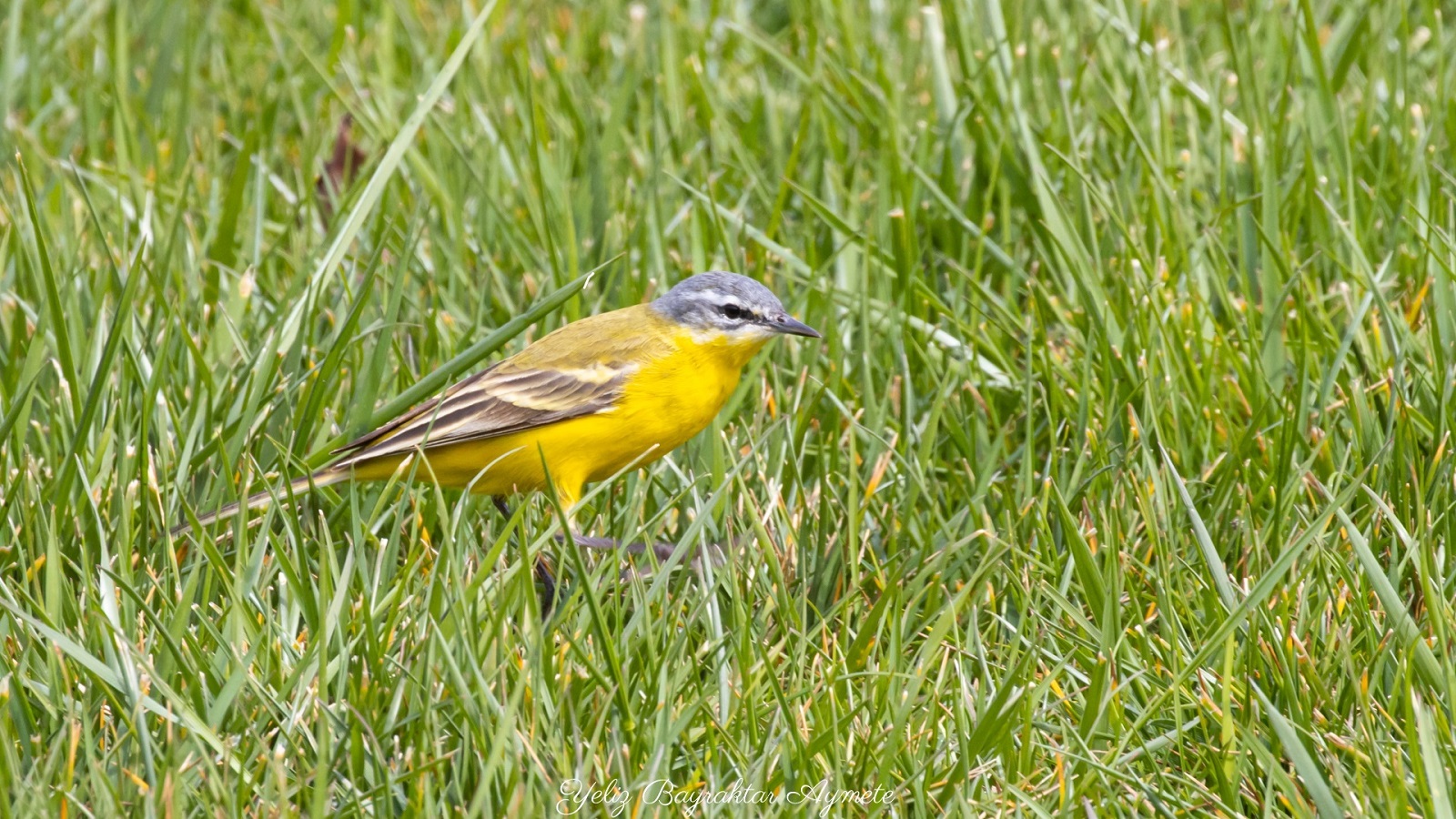 Sarı kuyruksallayan