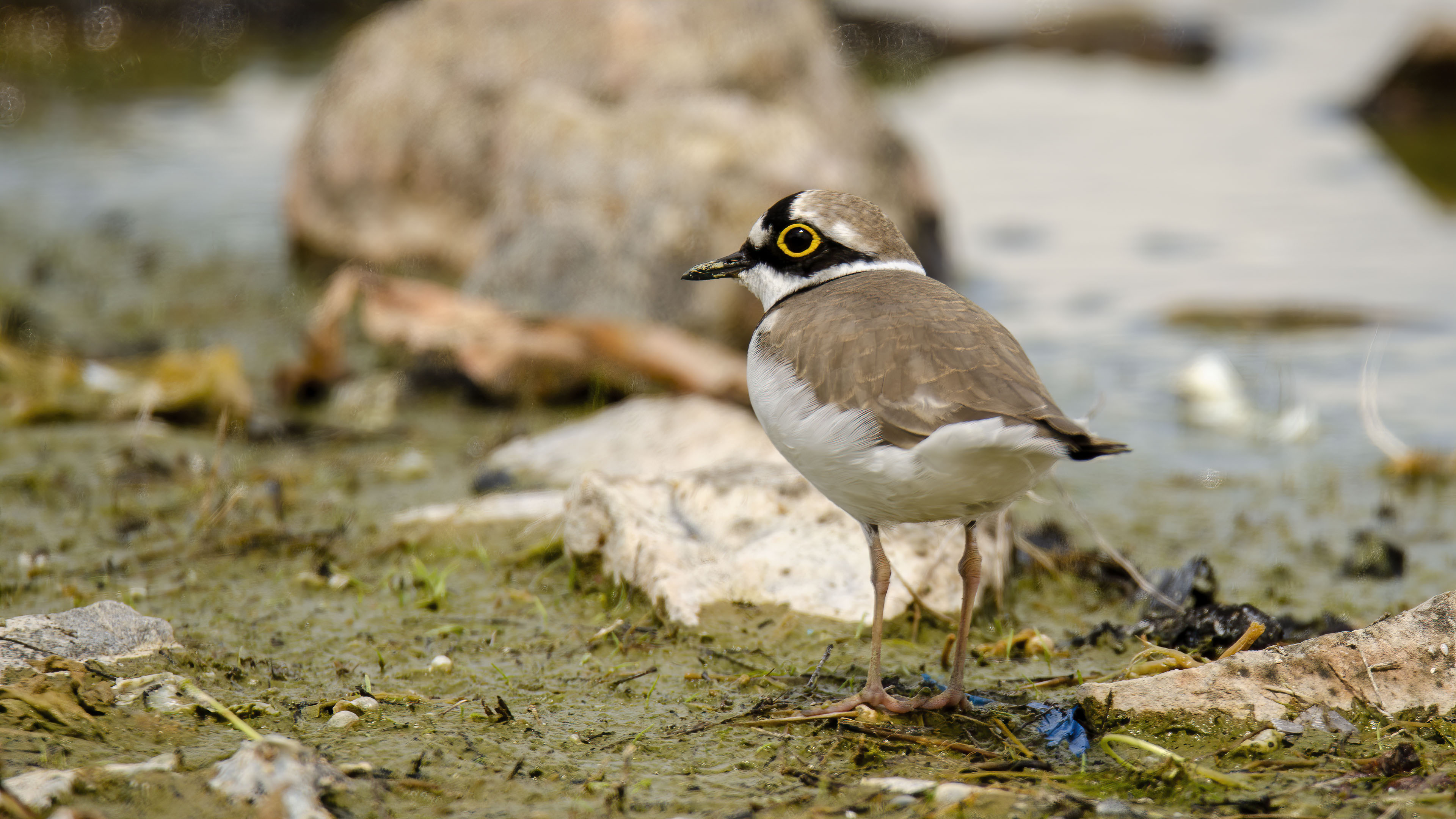 Halkalı küçük cılıbıt