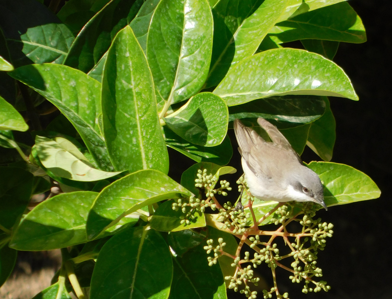 Küçük akgerdanlı ötleğen
