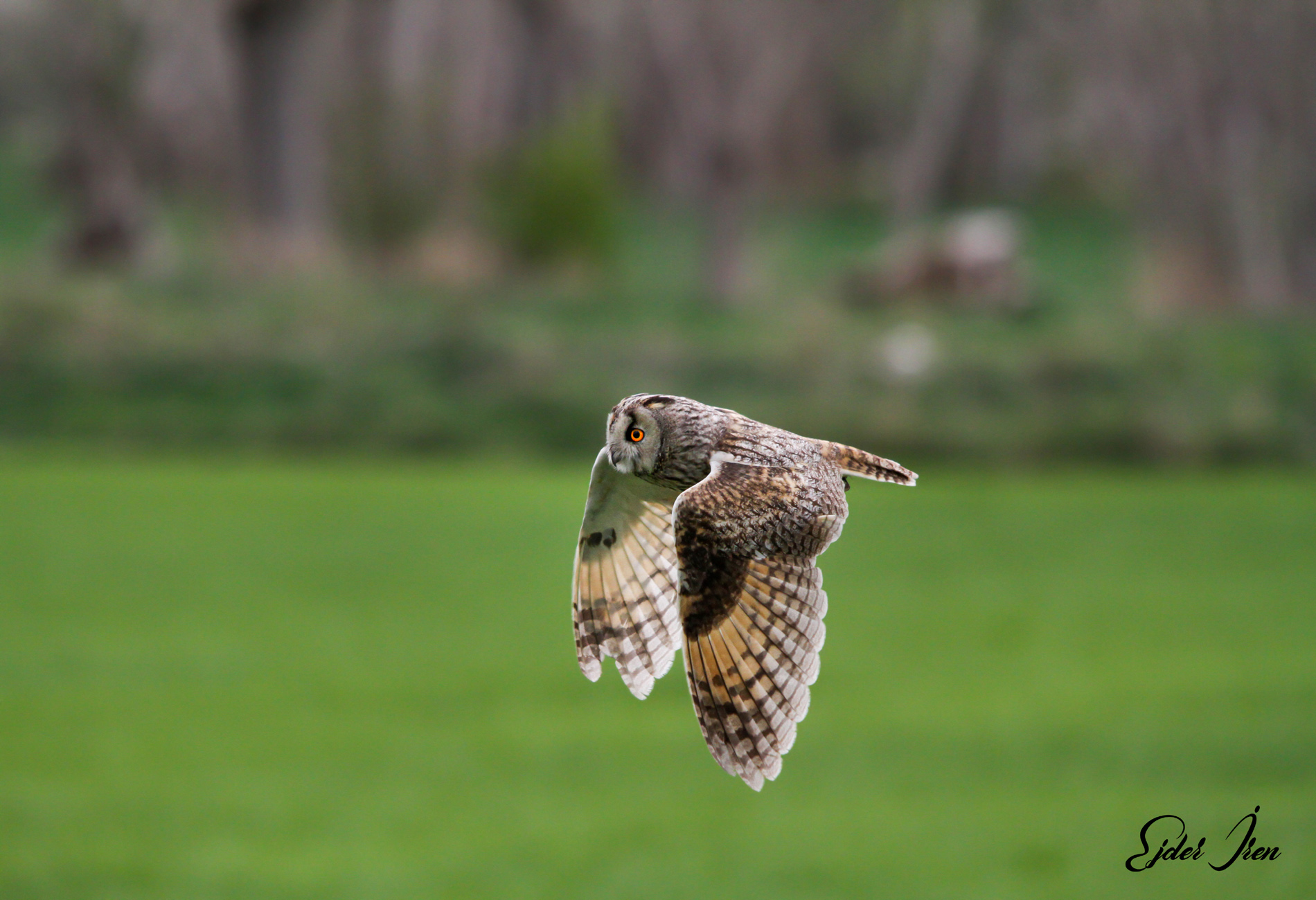 Kulaklı orman baykuşu