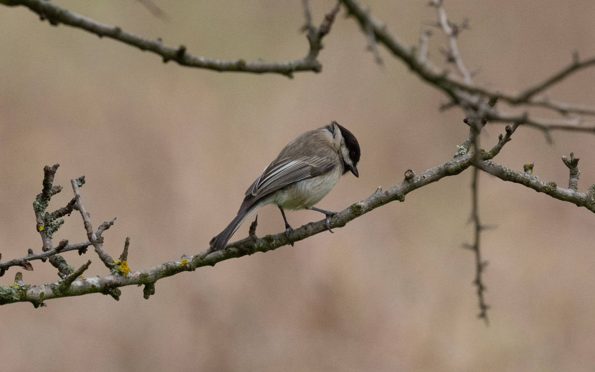 Akyanaklı baştankara