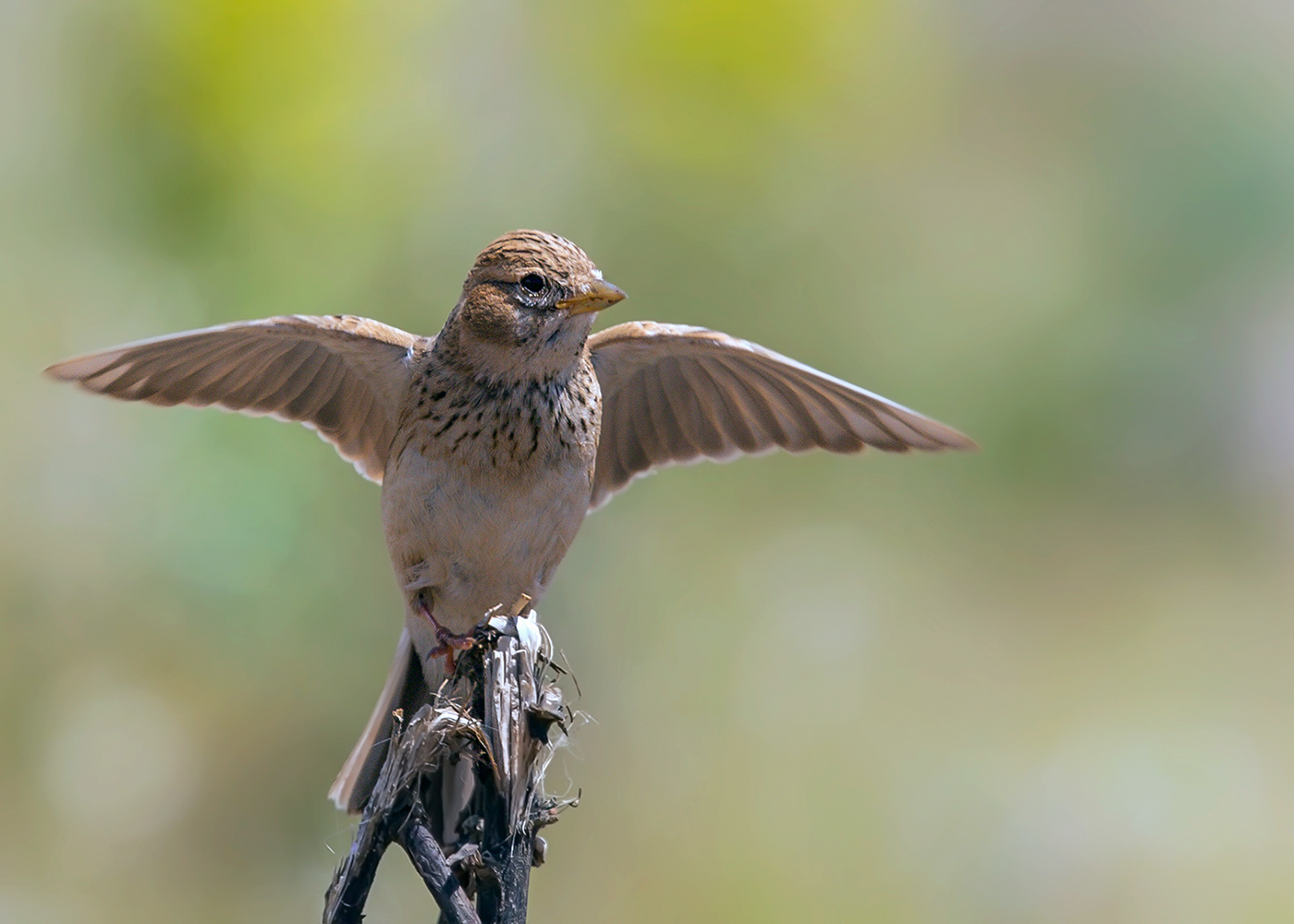 Türkistan çorak toygarı