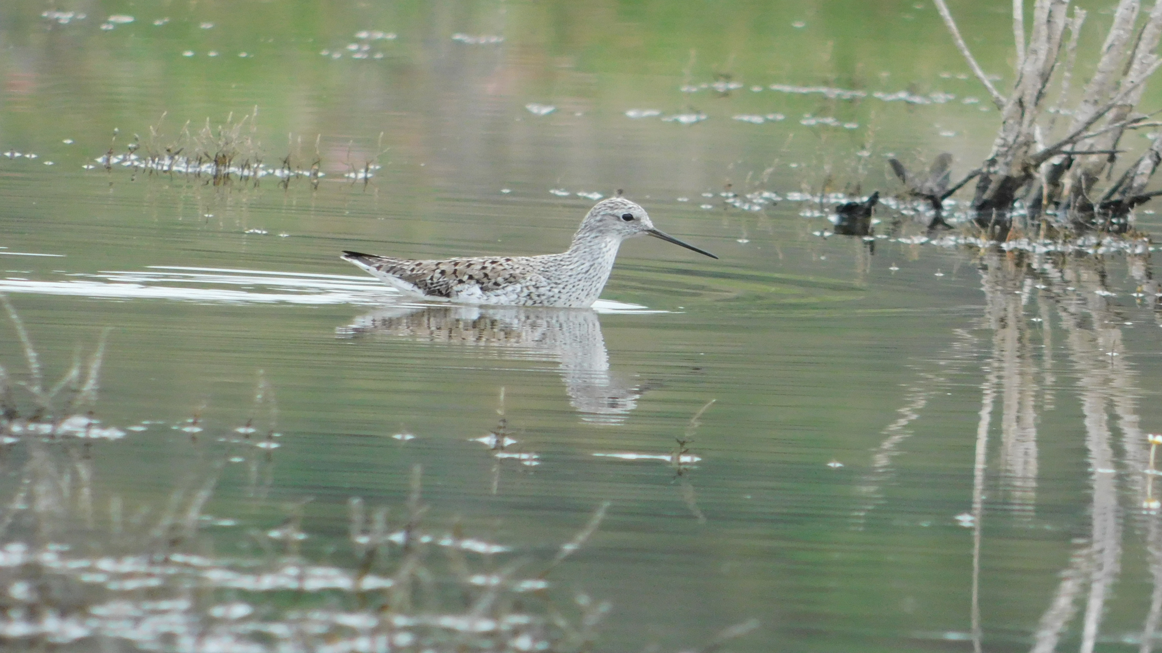 Bataklık düdükçünü