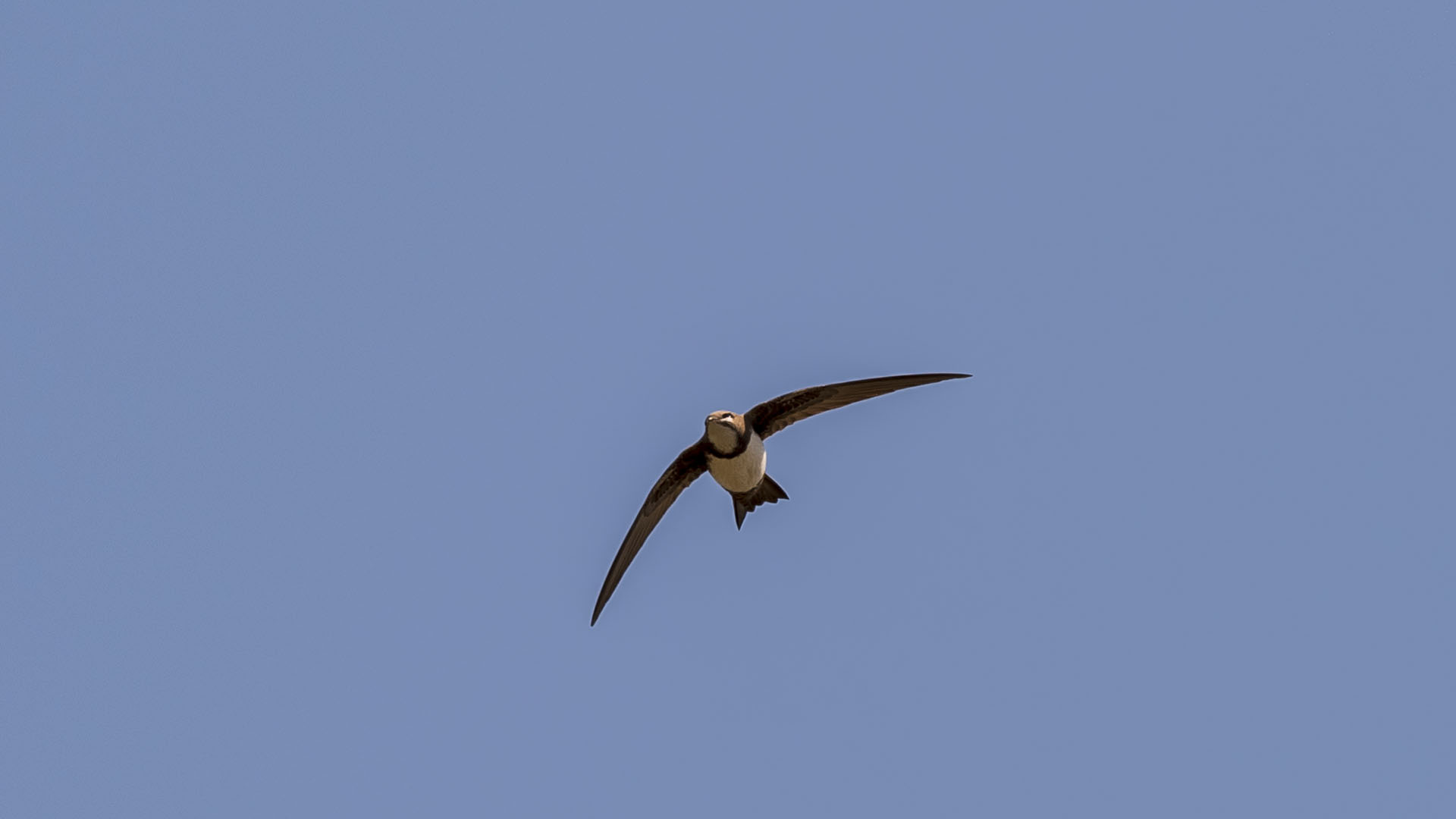 Akkarınlı ebabil » Alpine Swift » Tachymarptis melba