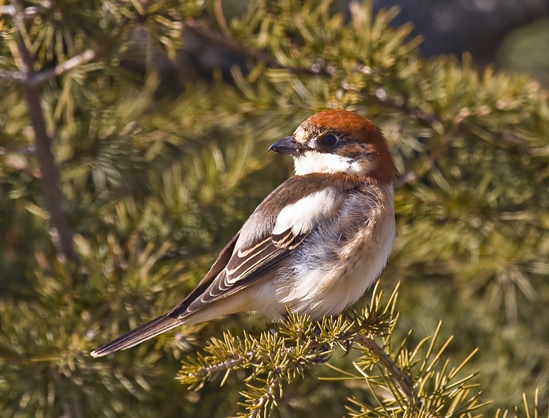 Kızılbaşlı örümcekkuşu