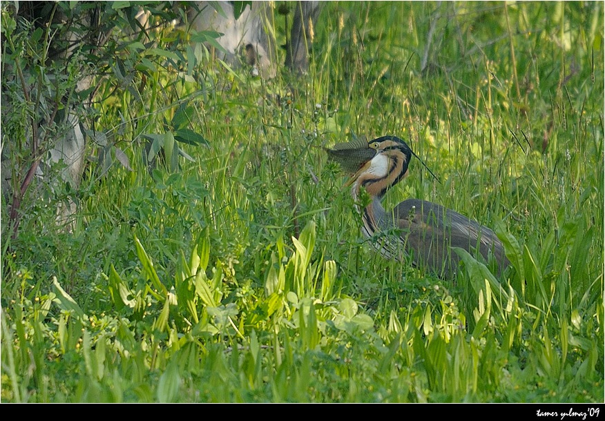 Erguvani balıkçıl