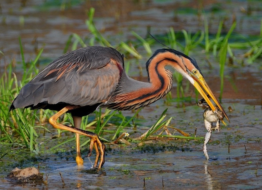 Erguvani balıkçıl