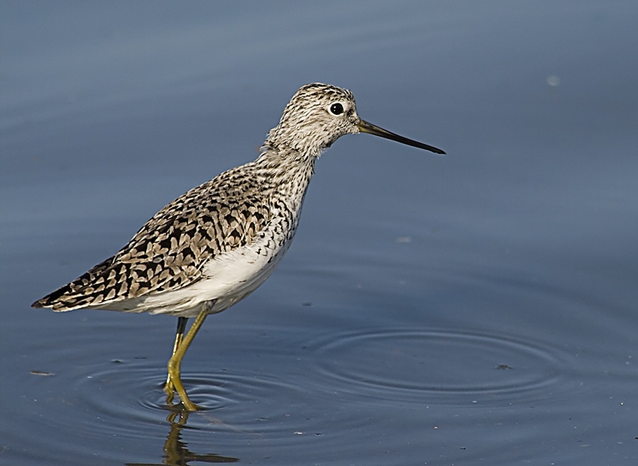 Bataklık düdükçünü
