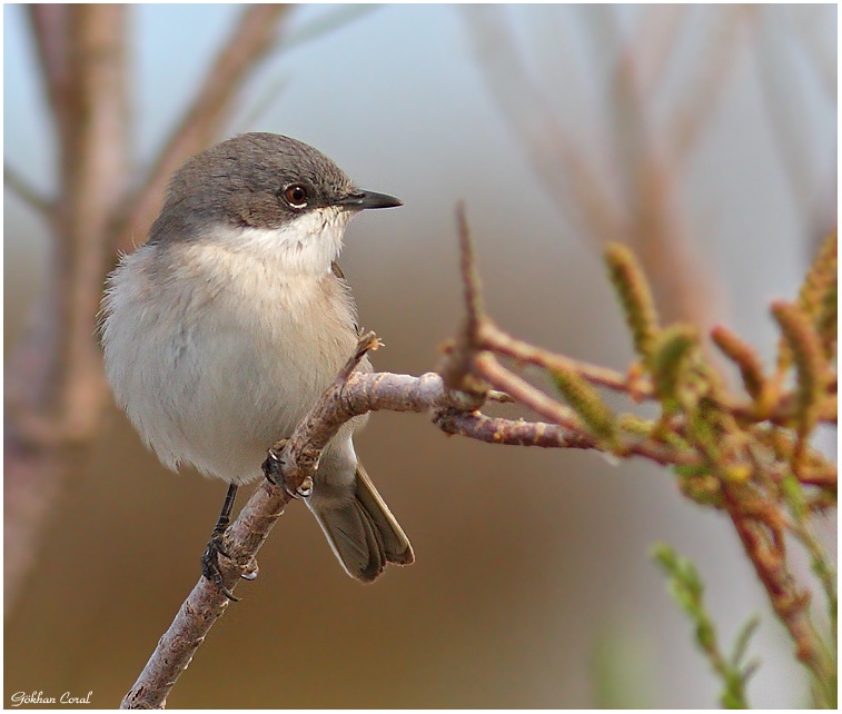 Küçük akgerdanlı ötleğen
