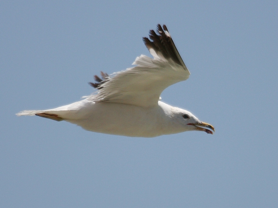 Van gölü martısı