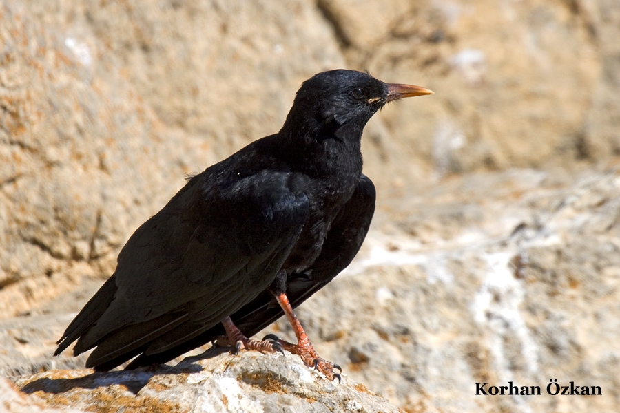 Kırmızıgagalı dağ kargası