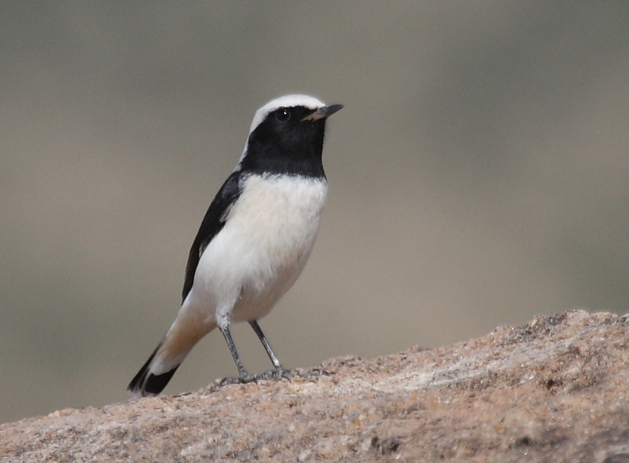 Aksırtlı kuyrukkakan