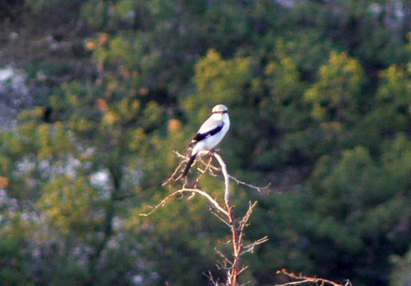 Büyük örümcekkuşu