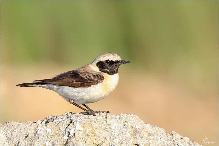 Karakulaklı kuyrukkakan