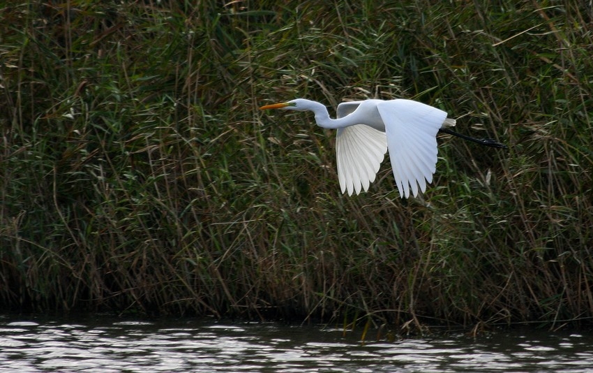 Büyük ak balıkçıl