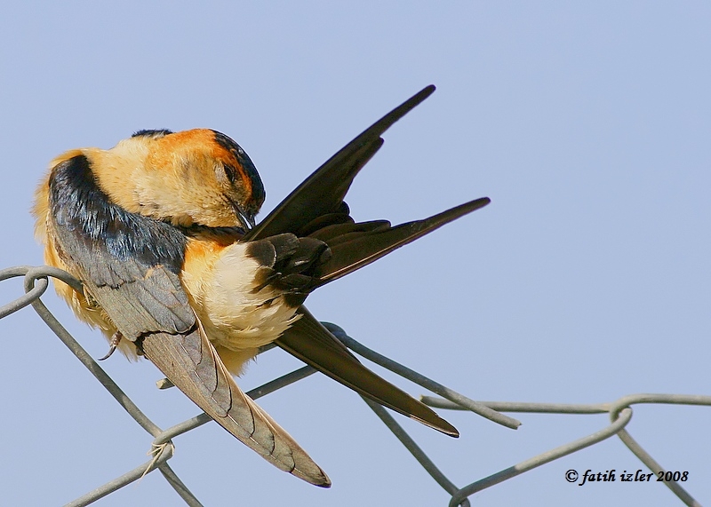 Kızıl kırlangıç
