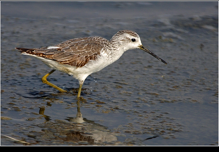 Bataklık düdükçünü