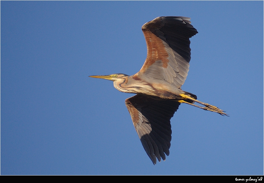 Erguvani balıkçıl