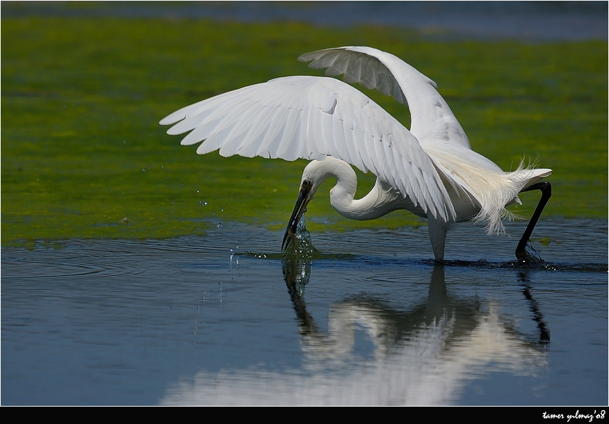 Küçük ak balıkçıl