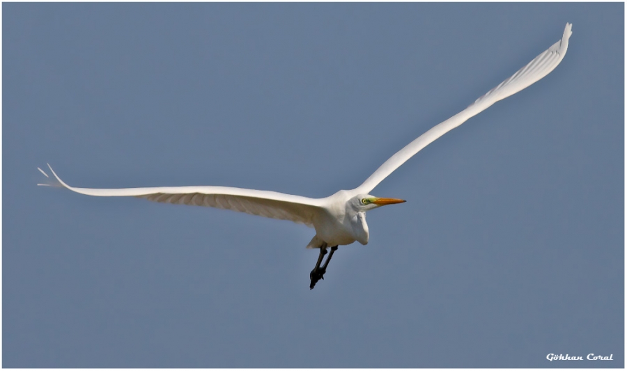 Büyük ak balıkçıl