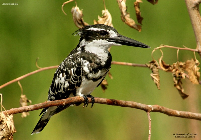 Alaca yalıçapkını