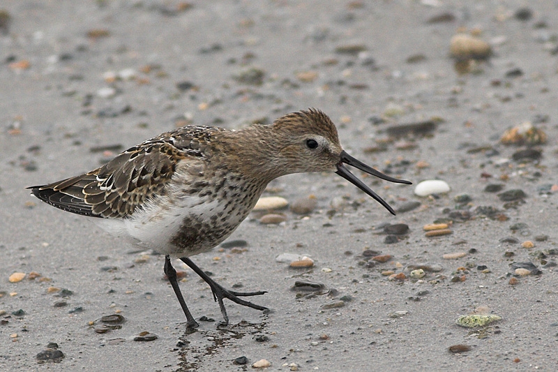 Karakarınlı kumkuşu