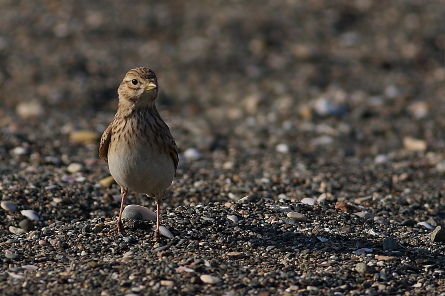 Türkistan çorak toygarı