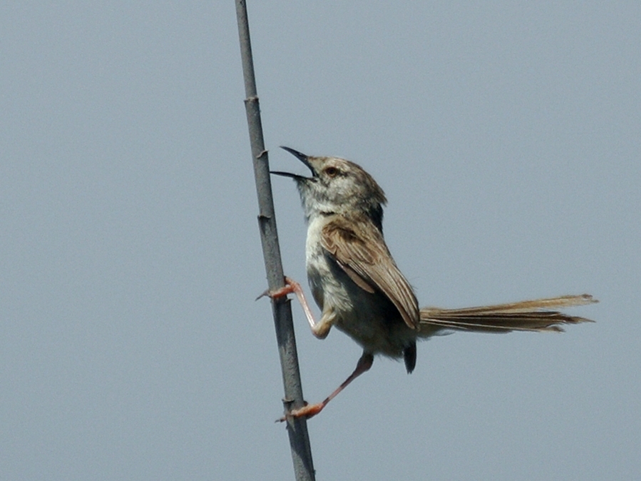 Dikkuyruklu ötleğen