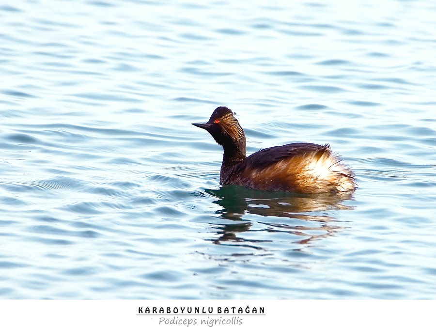 Karaboyunlu batağan
