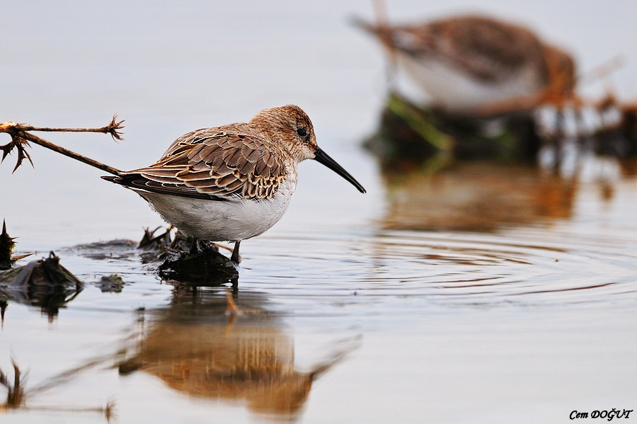 Karakarınlı kumkuşu