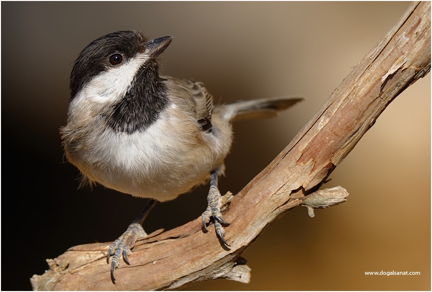 Akyanaklı baştankara